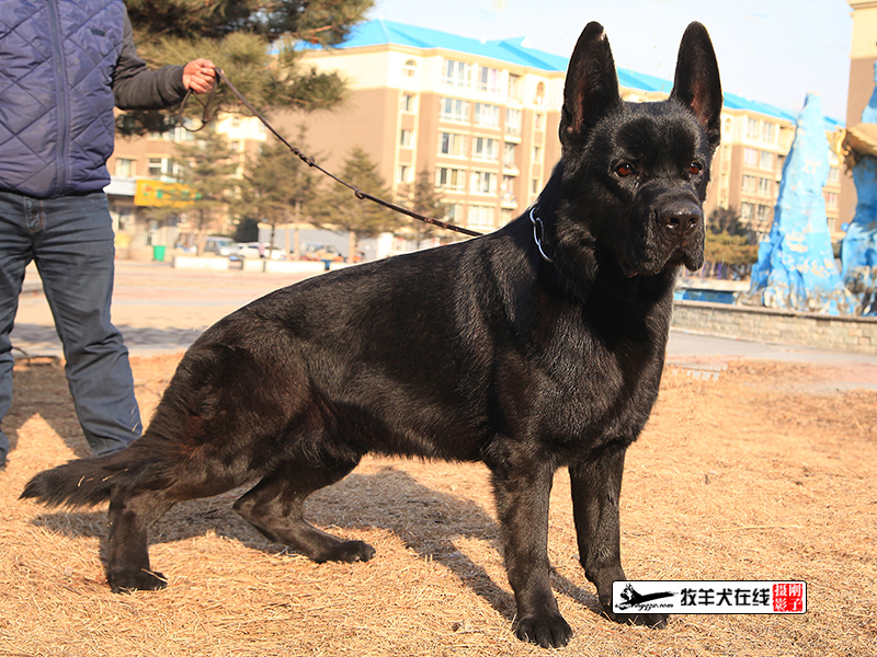 中国·黑色风暴牧羊犬繁育基地