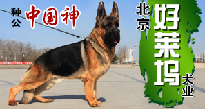 北京好莱坞犬业