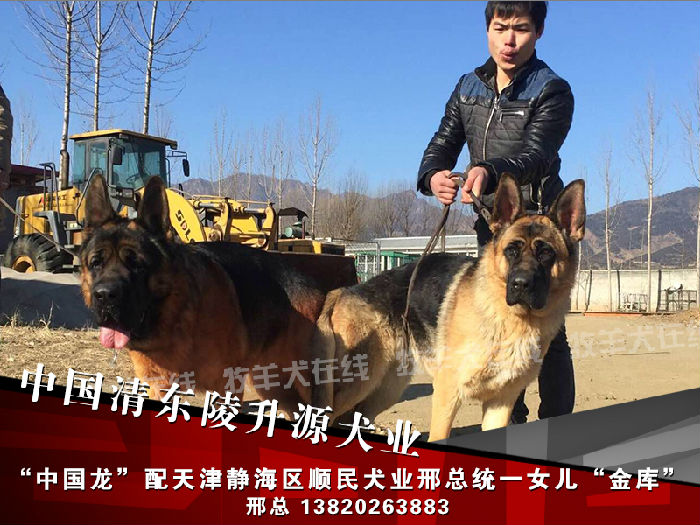 中国清东陵升源犬业"中国龙"配天津静海区顺民犬业邢总的爱犬统一女儿