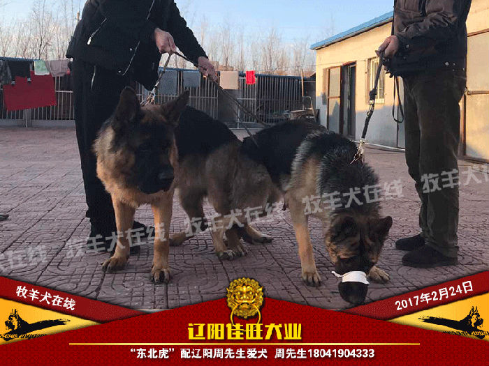 配犬快讯东北虎霸气威武