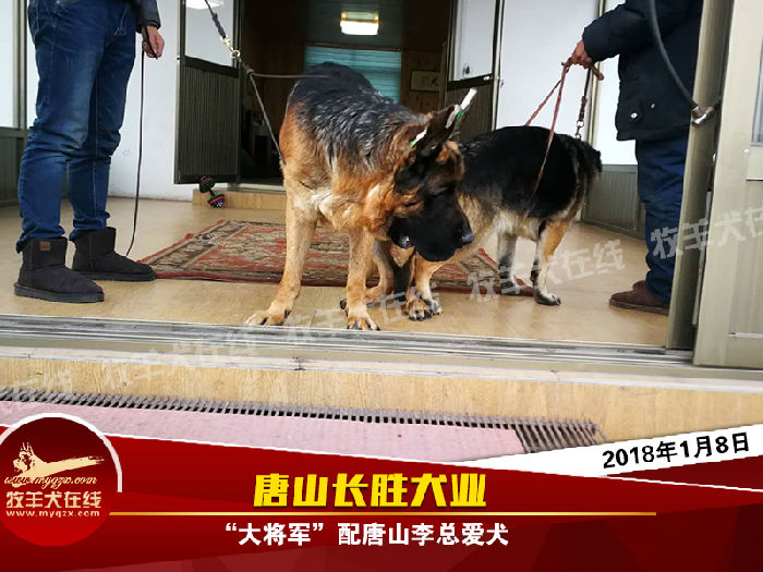 【配犬快讯"大将军"英勇无敌